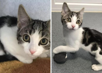 Vets Baffled by Medical Marvel: Kitten Defies Biology with No Gender