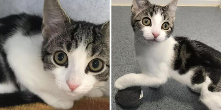 Vets Baffled by Medical Marvel: Kitten Defies Biology with No Gender