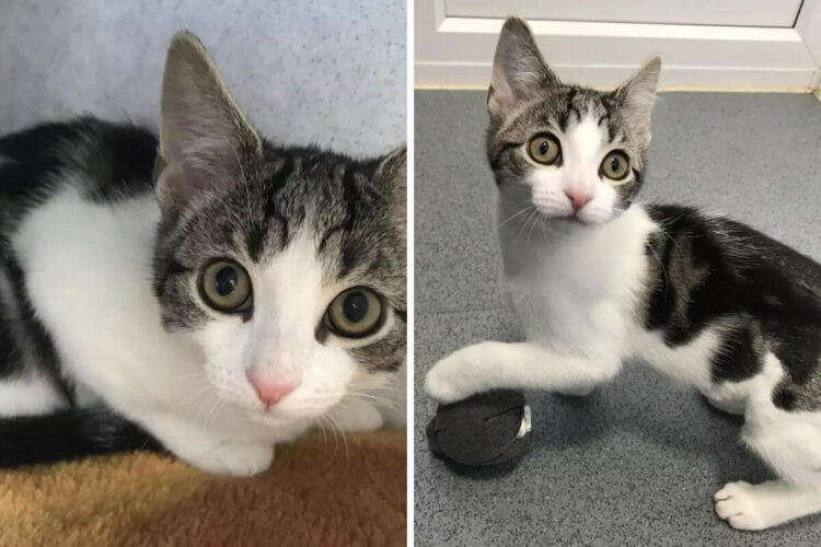 Vets Baffled by Medical Marvel: Kitten Defies Biology with No Gender