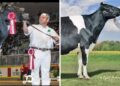 Holy Holstein! Canadian Cow Makes History with Record-Breaking Price Tag