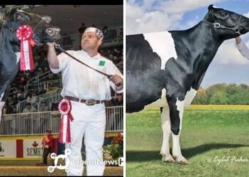 Holy Holstein! Canadian Cow Makes History with Record-Breaking Price Tag