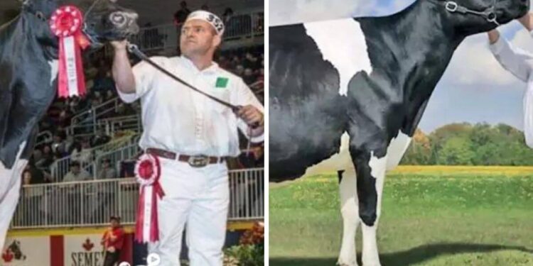 Holy Holstein! Canadian Cow Makes History with Record-Breaking Price Tag