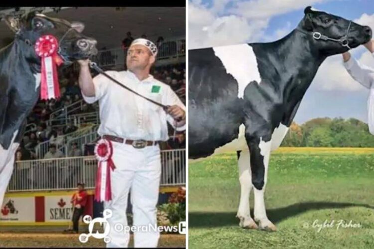 Holy Holstein! Canadian Cow Makes History with Record-Breaking Price Tag