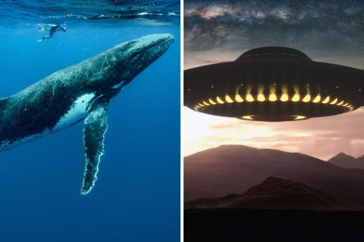 Did We Just Talk to a Whale? Scientists Stunned by Possible Two-Way Communication