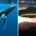 Did We Just Talk to a Whale? Scientists Stunned by Possible Two-Way Communication